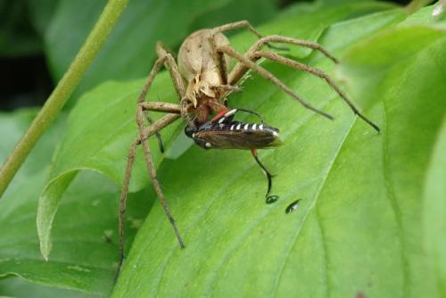 Réf. 222 806 : Macrophya punctumalbum